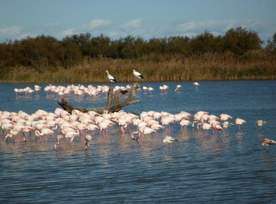 flamingos