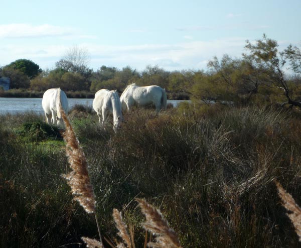 camargue horses
