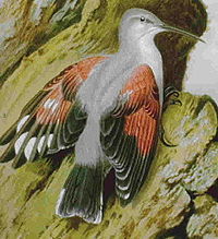 Wall creeper
